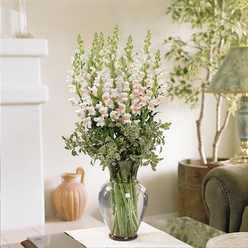 Antirrhinum majus 'Appleblossom' 