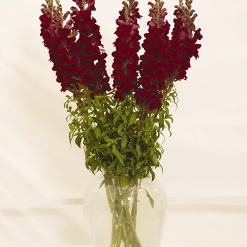 Antirrhinum majus 'Crimson' 