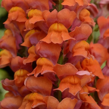 Antirrhinum majus Maryland 'Dark Orange'