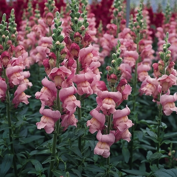 Antirrhinum majus Maryland 'Lavender'