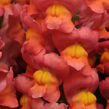 Antirrhinum majus Maryland 'Orange'