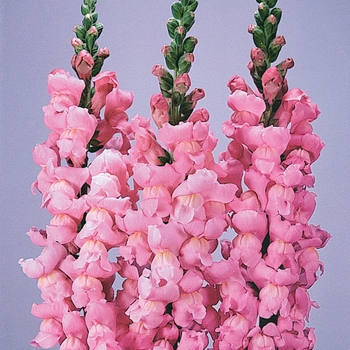 Antirrhinum majus 'Pink Yosemite' 