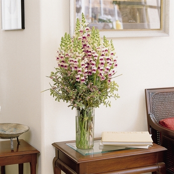 Antirrhinum majus 'Plumblossom' 