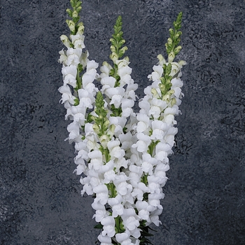 Antirrhinum majus 'White' 