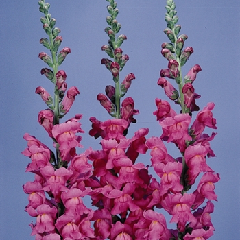 Antirrhinum majus Monaco 'Baltimore Rose'