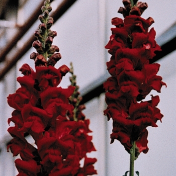 Antirrhinum majus Monaco 'Red'