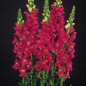 Antirrhinum majus Monaco 'Rose'