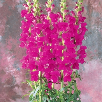 Antirrhinum majus Monaco 'Violet'