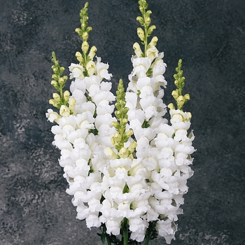 Antirrhinum majus 'White' 