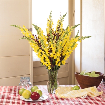 Antirrhinum majus 'Yellow' 