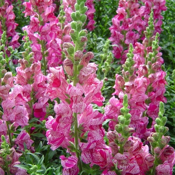 Antirrhinum majus 'Purple Twist' 