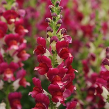 Antirrhinum majus 'Red Delilah'