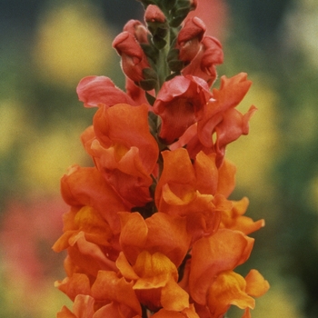 Antirrhinum majus Rocket 'Bronze'