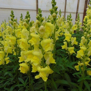 Antirrhinum majus 'Rocket Golden'