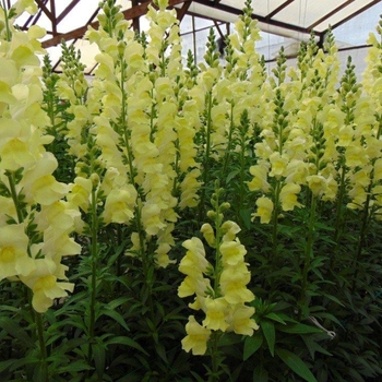 Antirrhinum majus Rocket 'Lemon'