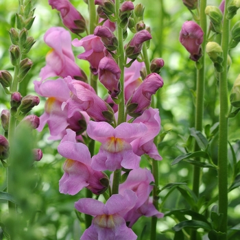 Antirrhinum majus Rocket 'Orchid'