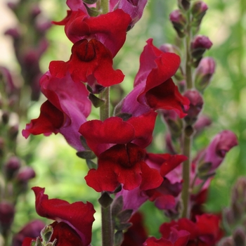 Antirrhinum majus 'Rocket Red' 