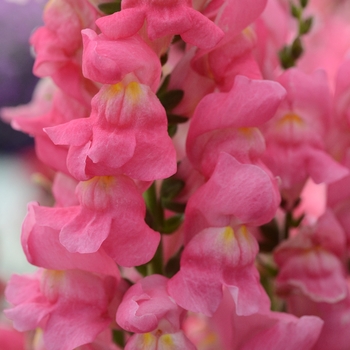 Antirrhinum majus 'Rose' 