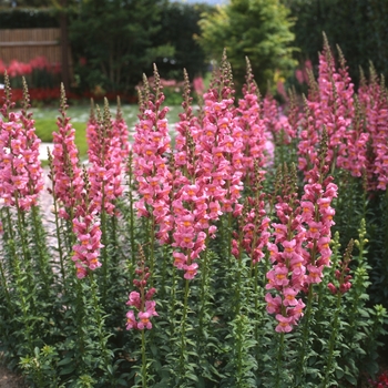 Antirrhinum majus Rocket 'Rose Shades'