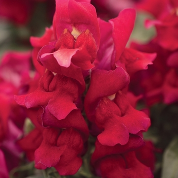 Antirrhinum majus 'Red' 