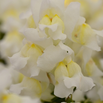 Antirrhinum majus Snapshot™ 'White'