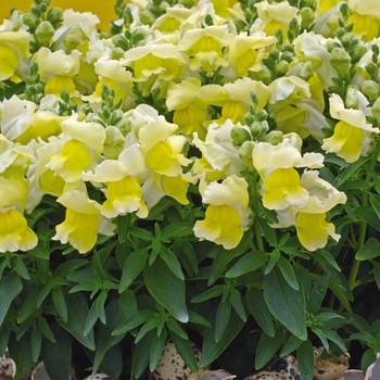 Antirrhinum majus Snapshot™ 'Yellow'