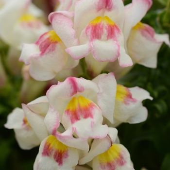 Antirrhinum majus Snapshot™ 'Appleblossom'