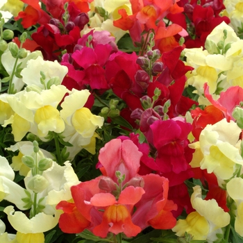 Antirrhinum majus Snapshot™ 'Autumn Mix'