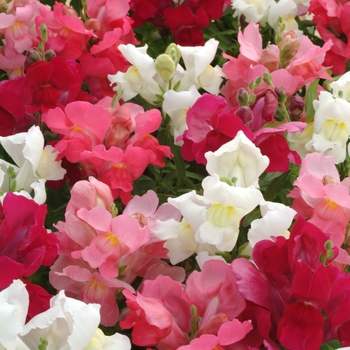 Antirrhinum majus Snapshot™ 'Berry N Cream Mix'