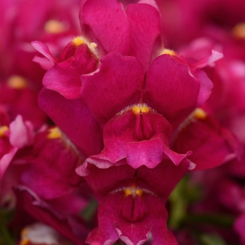 Antirrhinum majus Snapshot™ Burgundy