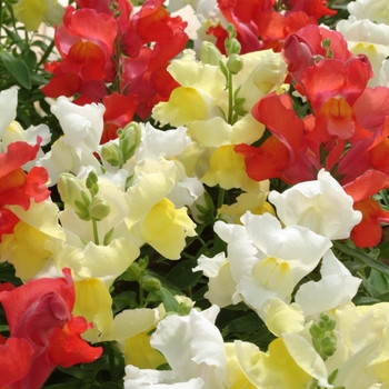 Antirrhinum majus Snapshot™ 'Citrus Mix'