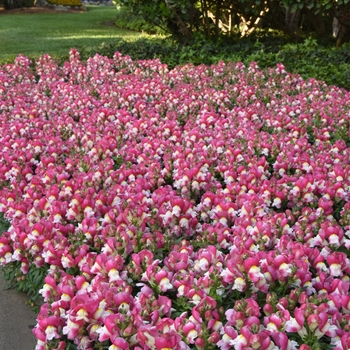 Antirrhinum majus Snapshot™ 'Coral Bicolor'