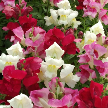 Antirrhinum majus Snapshot™ 'Merlot Mix'