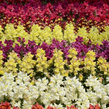 Antirrhinum majus Snapshot™ 'Mix'