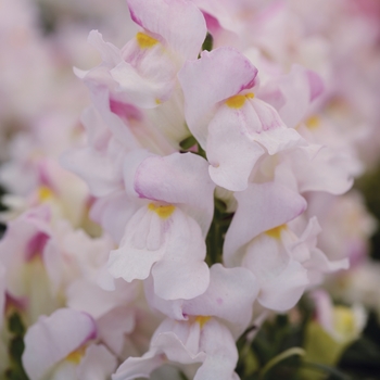 Antirrhinum majus 'Plumblossom' 