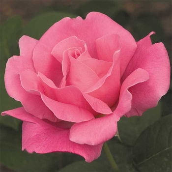 Rosa 'Perfume Delight™' PP3282