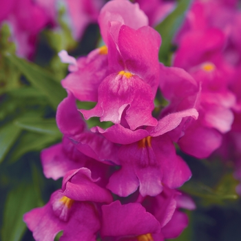 Antirrhinum majus 'Purple' 