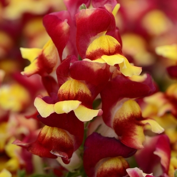 Antirrhinum majus Snapshot™ 'Red Bicolor'