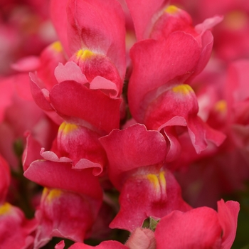 Antirrhinum majus Snapshot™ 'Rose'