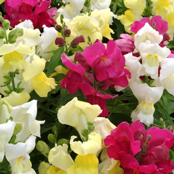 Antirrhinum majus 'Spring Mix' 