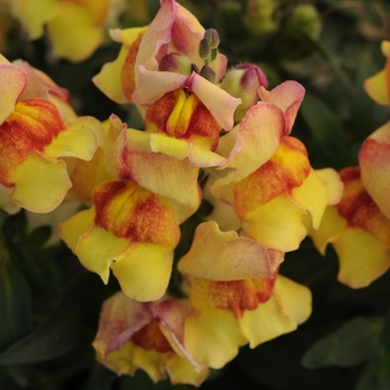 Antirrhinum majus Snapshot™ 'Sunset'