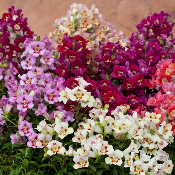 Antirrhinum majus Snaptastic™ 'Antiquity Mix'