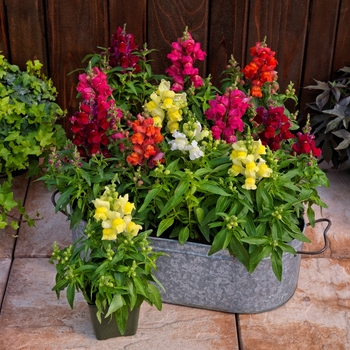 Antirrhinum Candy Tops 'Mix'