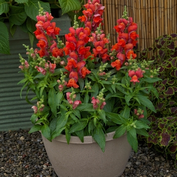 Antirrhinum 'Orange' 