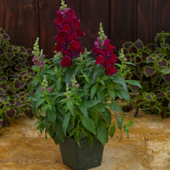 Antirrhinum Candy Tops 'Red'