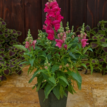 Antirrhinum Candy Tops 'Rose'