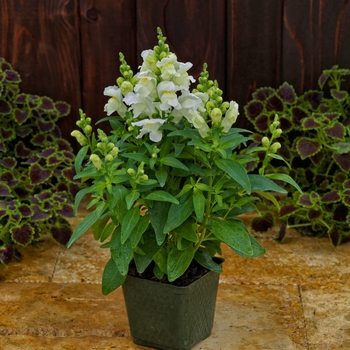 Antirrhinum Candy Tops 'White'