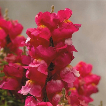 Antirrhinum majus Floral Showers 'Rose'