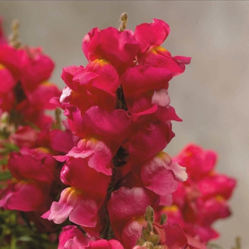 Antirrhinum majus 'Rose' 