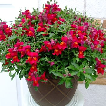 Antirrhinum majus Fruit Salad 'Cranberry'